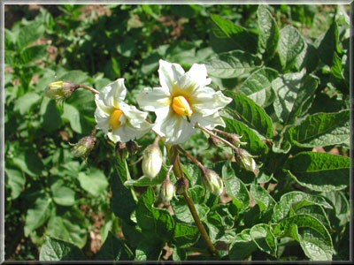 Pomme de terre Catarina