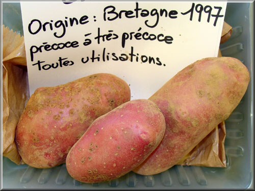 Pomme de terre Chérie