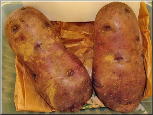 Pomme de terre Congo