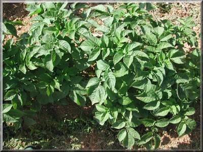 Pomme de terre Congo