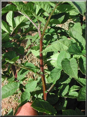 Pomme de terre Congo