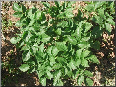 Pomme de terre Corolle