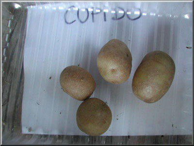 Pomme de terre Cupido