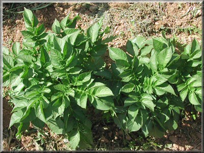 Pomme de terre Cupido