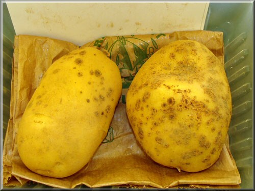 Pomme de terre Daisy