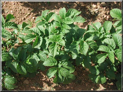 Pomme de terre Daisy