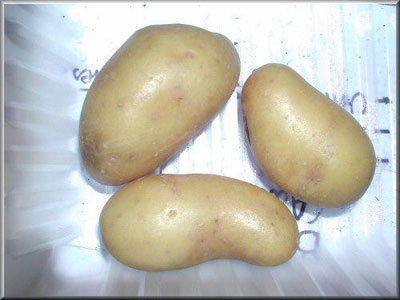 Pomme de terre Délice