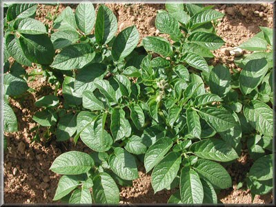 Pomme de terre Délice