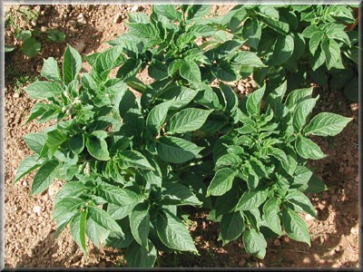 Pomme de terre Dunbar Standard