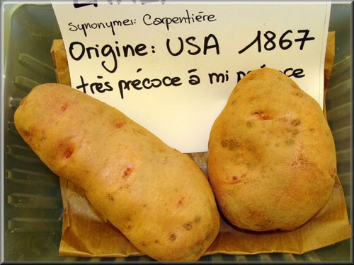 Pomme de terre Early Rose