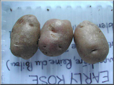 Pomme de terre Early Rose
