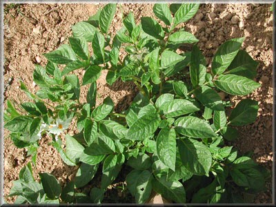 Pomme de terre Early Rose