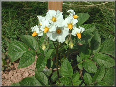 Pomme de terre Early Rose