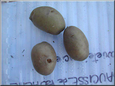 Pomme de terre Eden