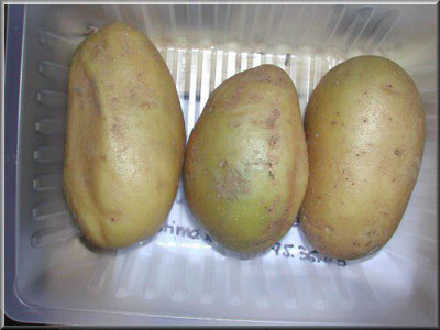 Pomme de terre Emeraude