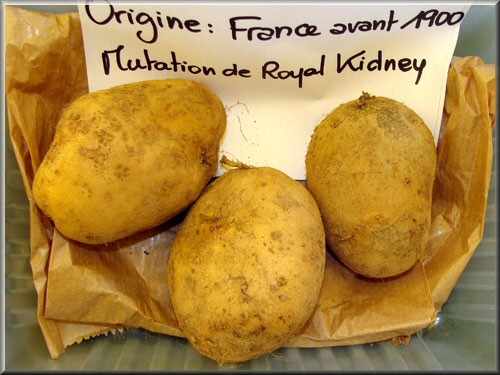 Pomme de terre Etoile du Léon