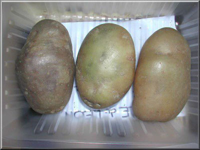 Pomme de terre Etoile du Léon