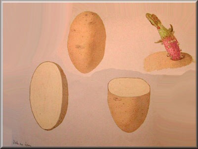 Pomme de terre Etoile du Léon