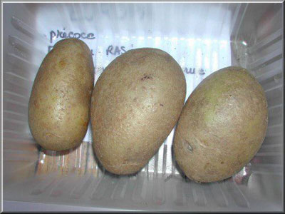 Pomme de terre Europa