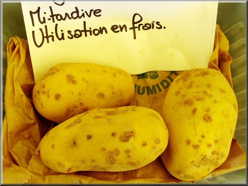 Pomme de terre Exquisa