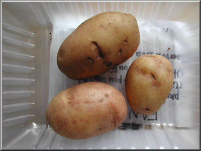 Pomme de terre Fanette