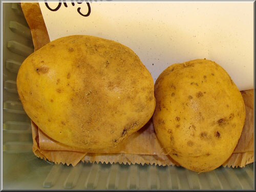 Pomme de terre Farfadette