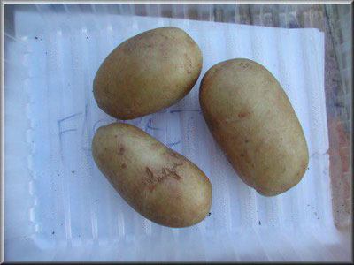 Pomme de terre Florette