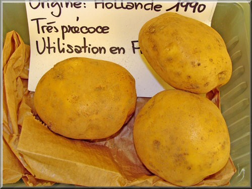 Pomme de terre Frieslander