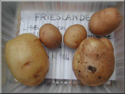 Pomme de terre Frieslander