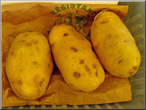 International Kidney