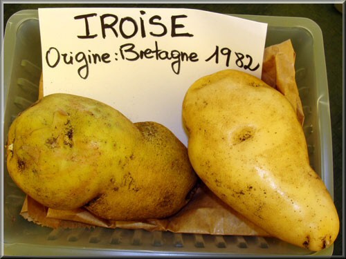 Pomme de terre Iroise