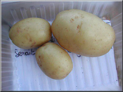 Pomme de terre José