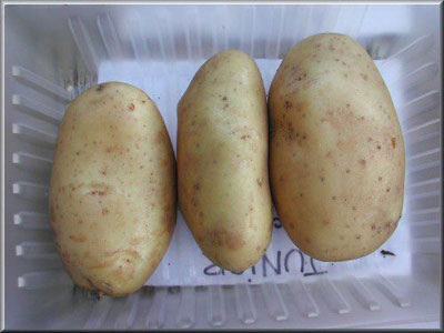 Pomme de terre Junior