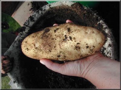 Pomme de terre Junior