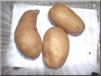 Pomme de terre Justine