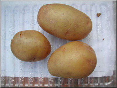 Pomme de terre Keltia