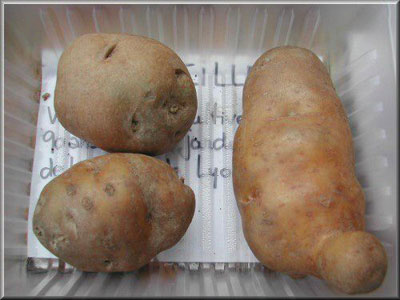 Pomme de terre La Vieille