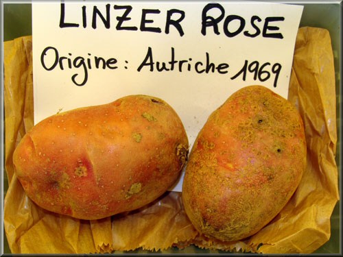 Pomme de terre Linzer Rose