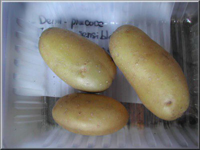 Pomme de terre Maestro