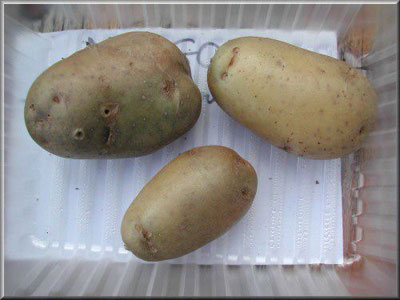 Pomme de terre Margot