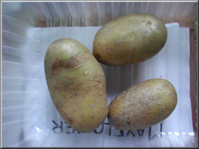 Pomme de terre Mayflower