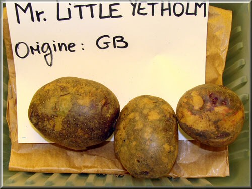 Pomme de terre Mr Little's Yetholm Gypsy