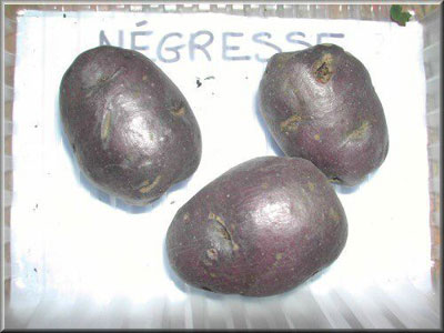 Pomme de terre Négresse