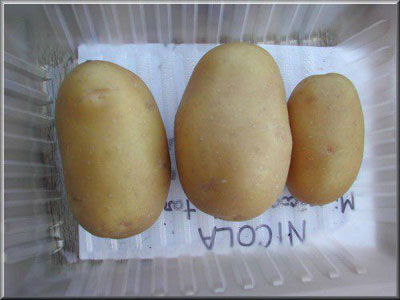 Pomme de terre Nicola