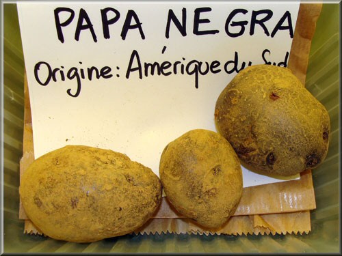 Papa Negra