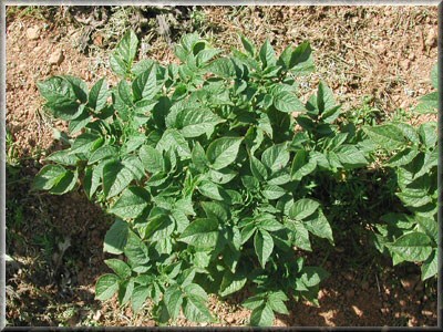 Pomme de terre Pink Fir Apple