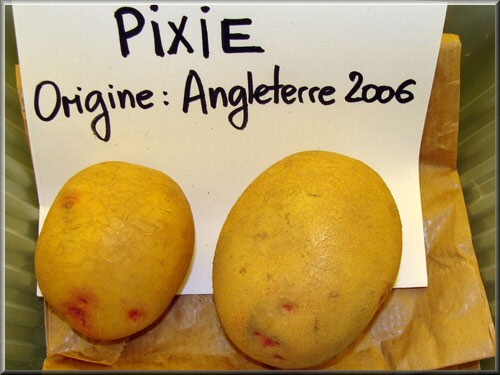 Pomme de terre Pixie