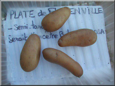 Pomme de terre Plate de Florenville