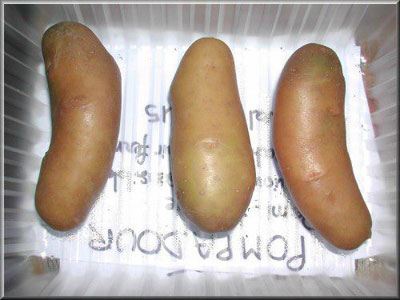 Pomme de terre Pompadour