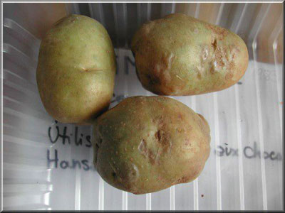 Pomme de terre Primreine